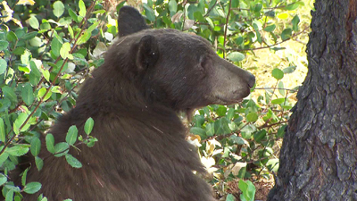 bear throwing up