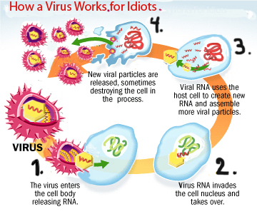 viruses