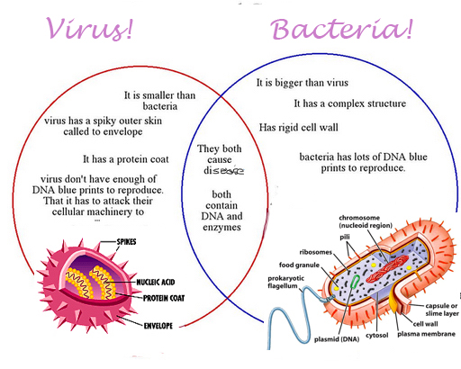 Virus vs virus. Вирус Archives что это. Virus versus bacteria in Size.